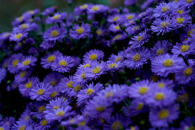 Close-up of purple flowers blooming outdoors