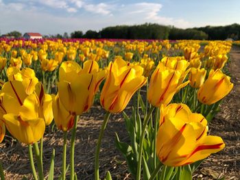Close-up of yellow tulips in field
