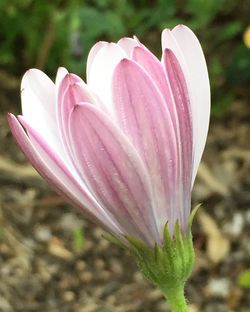 Close-up of pink flowers