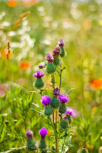 Close-up of purple flowering plant