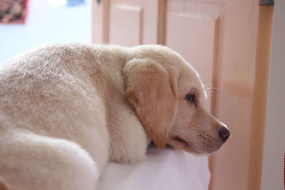 Close-up of a dog looking away