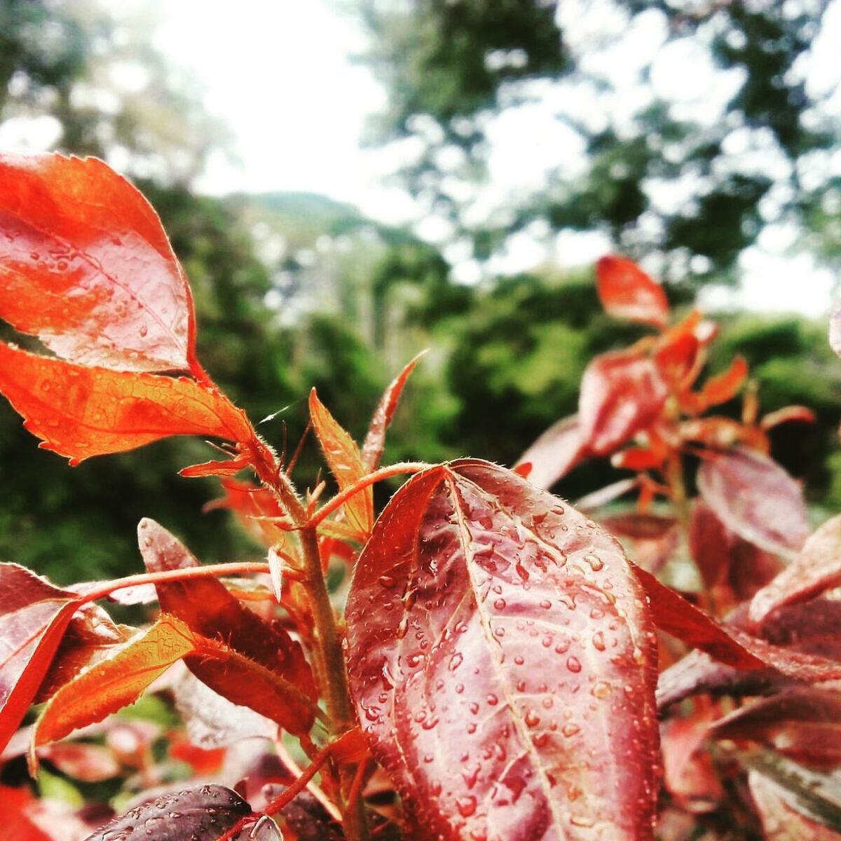 Close-up of wet plant growing outdoors