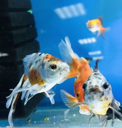 View of fish swimming in sea