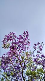 Low angle view of cherry blossom against clear sky