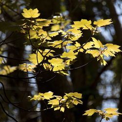 Close-up of yellow flowers