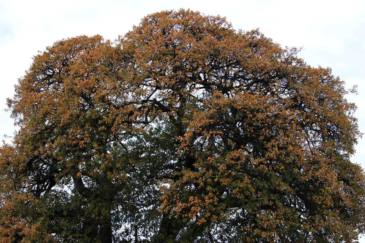 Secular oak tree