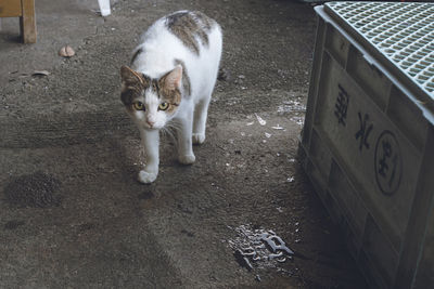 A stray cat waits to be fed at a fishing port in rural japan.