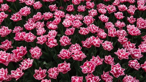 Full frame shot of pink flowering plants