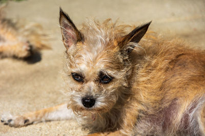 Portrait of dog