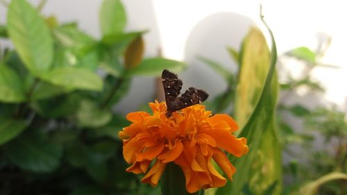 Close-up of insect on flower