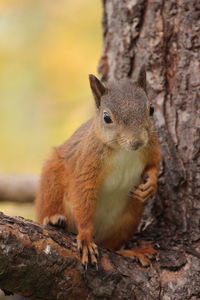 Close-up of squirrel on tree