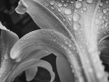 Close-up of wet flower