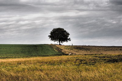 Tree on field against sky