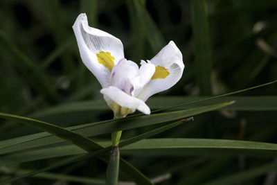 Close-up of white flower blooming outdoors