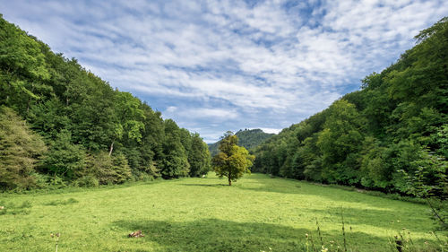 Scenic view of trees on field against sky