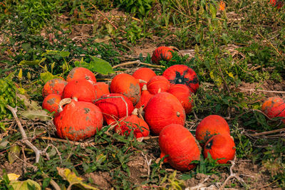 Striking hokkaidos on a pumpkin field between leaves on the ground, germany