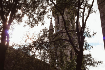 Low angle view of trees in forest