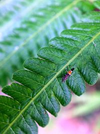 Close-up of insect on leaves