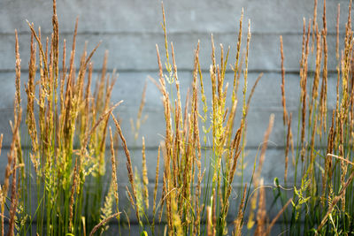 Close-up of plants growing on field