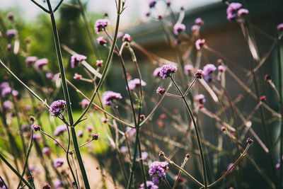 Close-up of flowers blooming outdoors