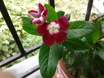 Close-up of pink flowers blooming outdoors