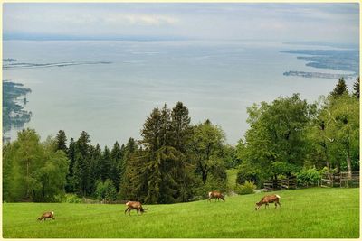 Horses grazing on grassy field