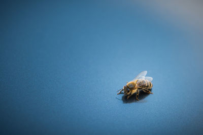 Close-up of housefly on blue over white background