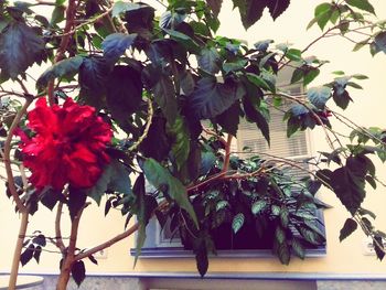 Close-up of red flowers