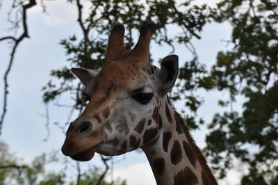 Close-up of giraffe against trees