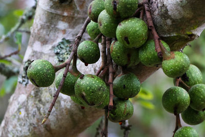 Close-up of fruits growing on tree