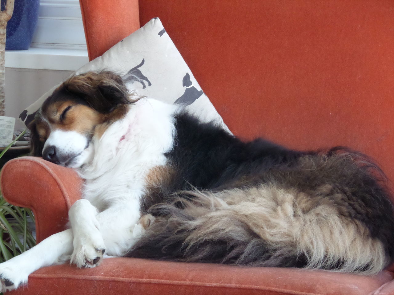 DOG SLEEPING ON FLOOR