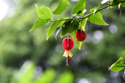 Close-up of red berries growing on plant