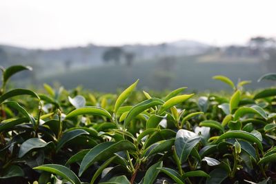 Close-up of fresh green plants against sky