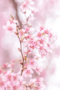 Close-up of pink cherry blossoms