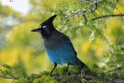 Close-up of bird perching on branch