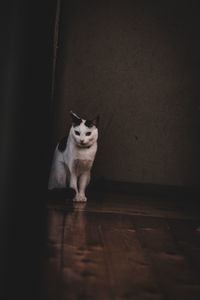 Portrait of cat