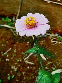 Close-up of pink flower blooming outdoors