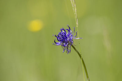 Close-up of insect on purple flower