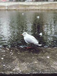 Seagull perching on a lake