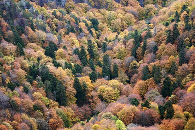 Full frame shot of tree