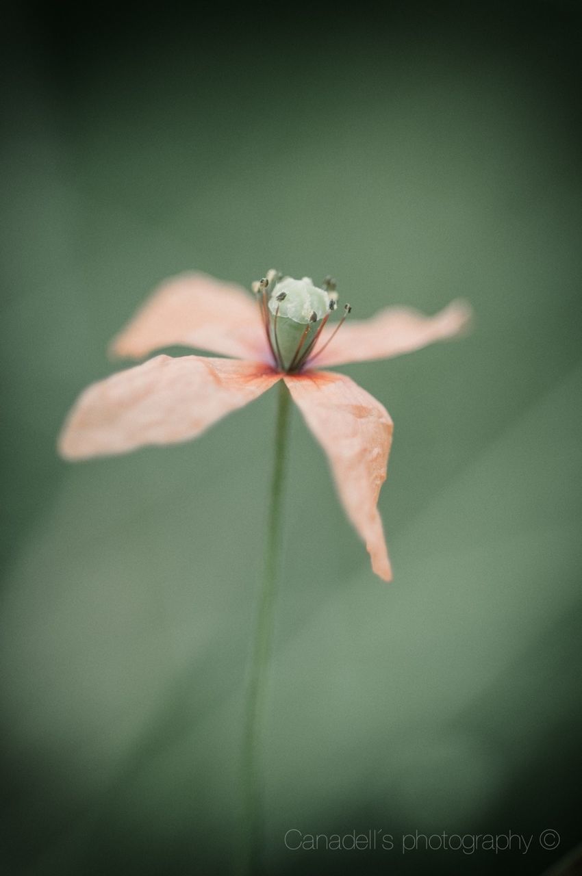 one animal, insect, animal themes, animals in the wild, wildlife, flower, close-up, butterfly, fragility, butterfly - insect, focus on foreground, beauty in nature, nature, animal wing, leaf, plant, selective focus, growth, outdoors, day