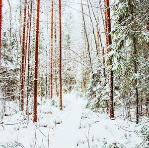 Trees on snow covered landscape