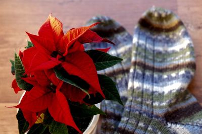 Poinsettia plant by socks on table