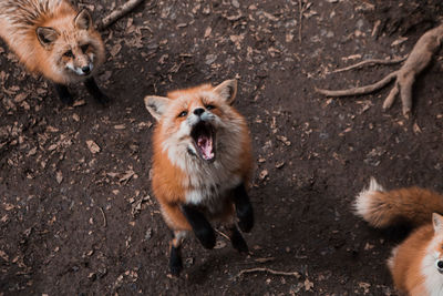 Fox eating