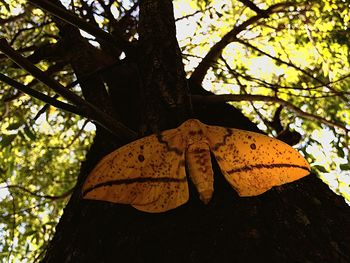 Low angle view of tree during autumn