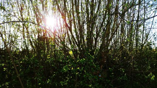 Trees growing in forest against bright sun