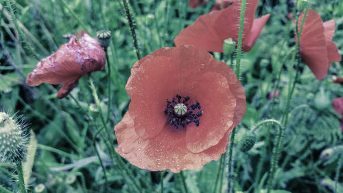 Close up of red flowers