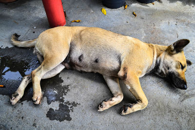 High angle view of a dog sleeping on footpath