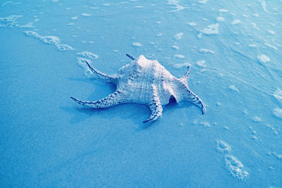 Blue colored chiragra spider conch shell isolated on the sand beach with sea foam