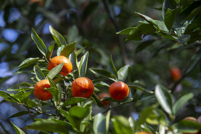 Orange tree, vitamin c, selective focus